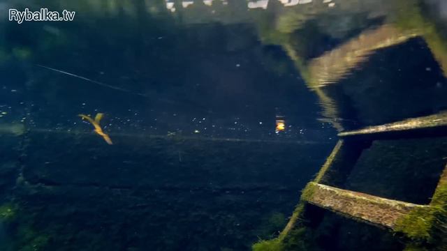 Воблер Pontoon 21 Hypnose. Подводная съемка