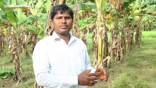 India finds a solution for Panama Disease/fusarium wilt that affects bananas (english subtitles) смотреть онлайн