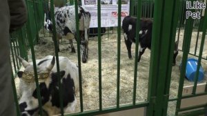 Якутская корова. Особенности породы, уход