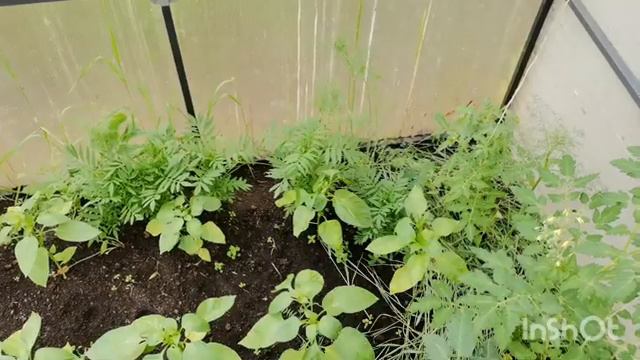 Как правильно ухаживать за помидорами