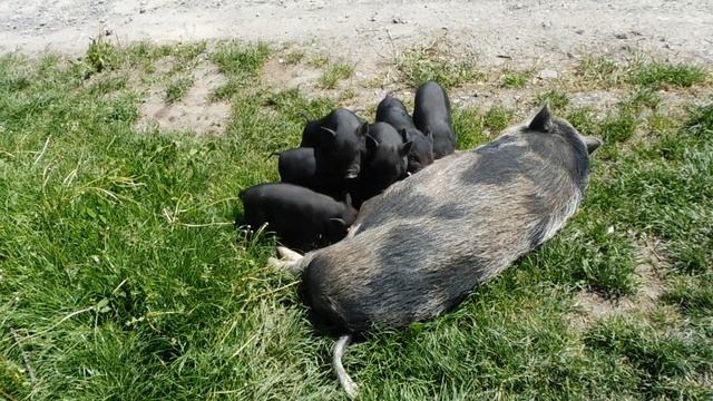 Сельская жизнь. смотреть онлайн
