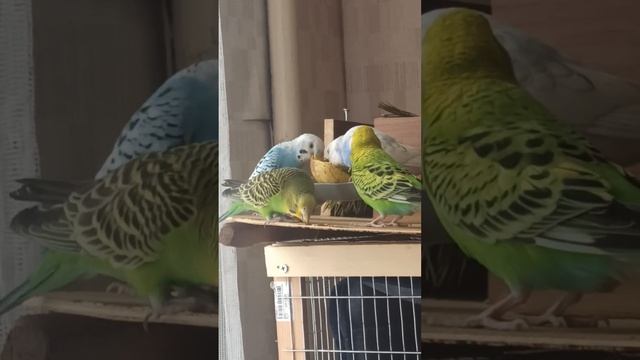 моменты из жизни волнистых попугаев смотреть онлайн