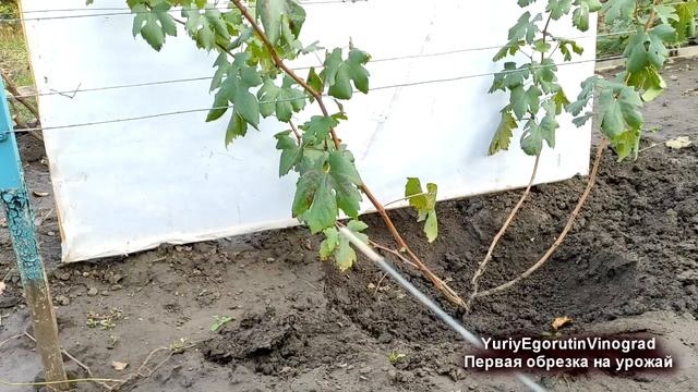 ? Просто! Обрезаем ДВУХЛЕТНИЙ куст винограда на УРОЖАЙ. Выбираем ДЛИНУ рукава и плодовой стрелки. смотреть онлайн