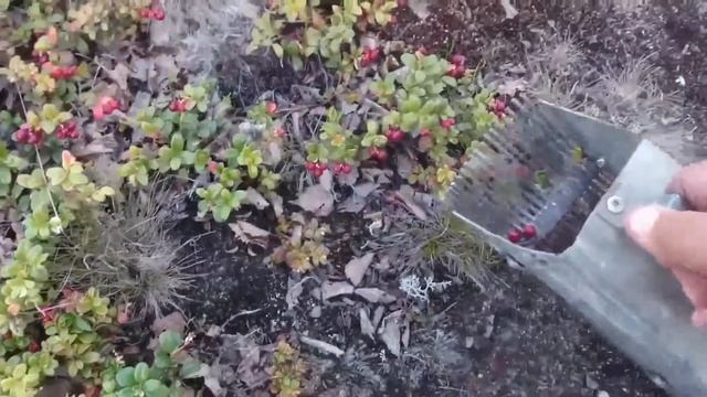 сбор брусники Новый Уренгой смотреть онлайн