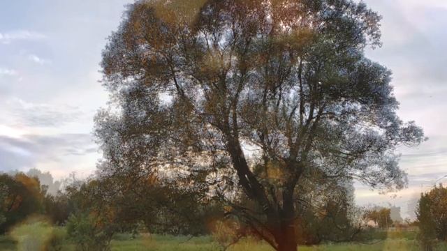 Слайдшоу фотографий Дерево