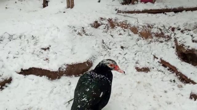 Кто помнит стих про снег - мои ровесники. смотреть онлайн