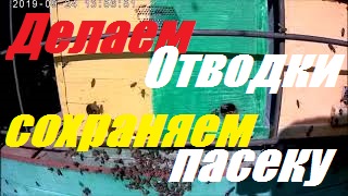 Сделал отводки на кочёвке,поставил в городе на стационар.Результат эксперимента. смотреть онлайн