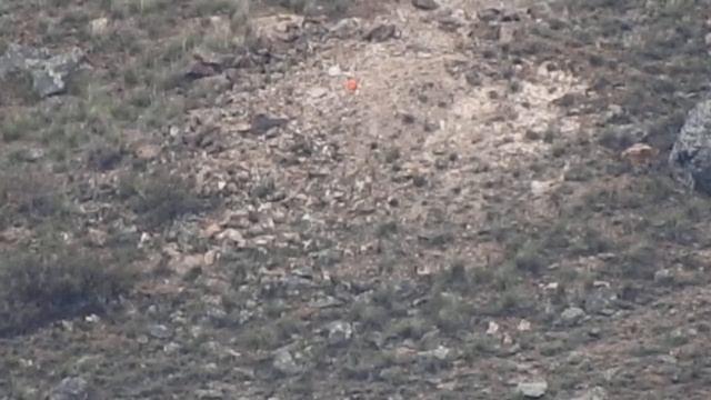 CZ557 Varmint 308 и CZ 557 6.5 Creedmoor (935м.)