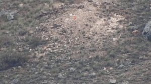 CZ557 Varmint 308 и CZ 557 6.5 Creedmoor (935м.)