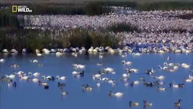 Шакал против Фламинго Дикая природа Африки Jackal vs Flamingo смотреть онлайн
