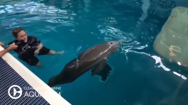 Playtime with Winter the Dolphin смотреть онлайн