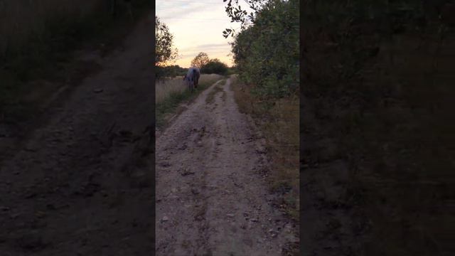 Встреча с лошадьми 🐴 могут укусить❓ смотреть онлайн