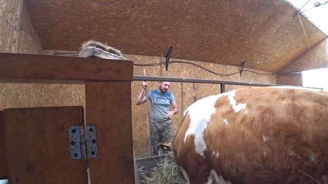 Раздой первотелок смотреть онлайн