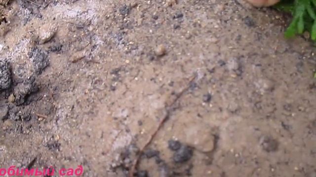 #Туя. Размножение туи черенками смотреть онлайн