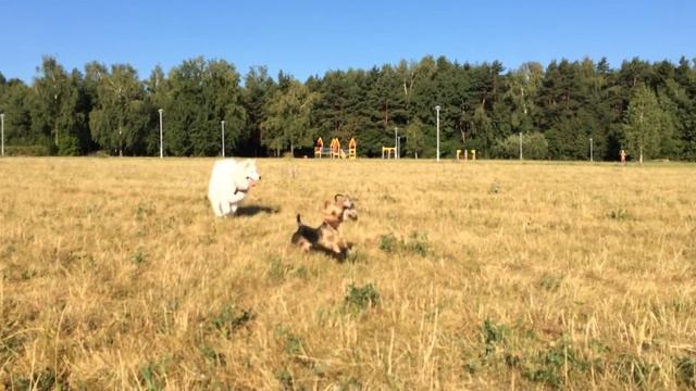 Самоед сука щенок 7 месяцев Белое Чудо Жасмин играет :