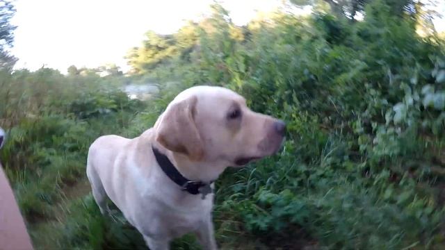 КОРЮШКА с ИКРОЙ на ГРИЛЕ, УЖИН на ПРИРОДЕ смотреть онлайн
