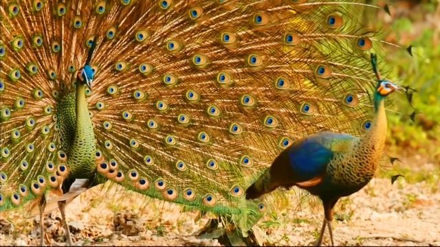 Burung merak смотреть онлайн