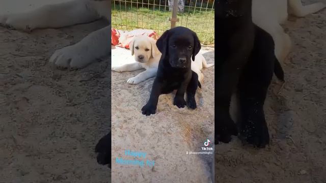 Hodowla Happy Morning FCI ❤️  Zabawy Naszych Małych Labradorkòw🥳