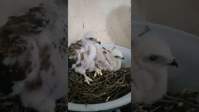 Эрик кормит орлят смотреть онлайн