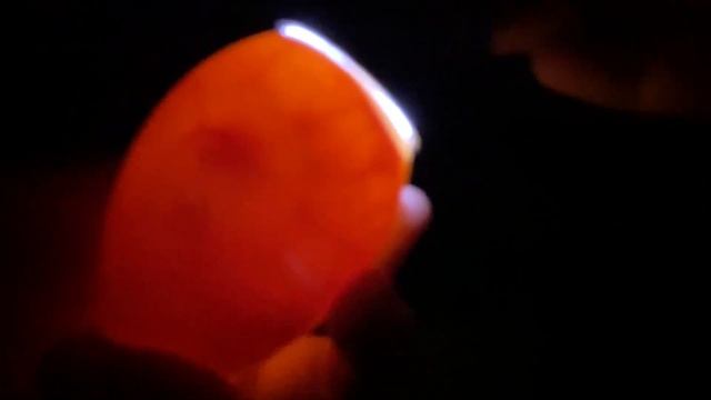 Инкубация гусиного яйца. Овоскопирование на 10 день. Совместная инкубация гусиного и куриного яйца. смотреть онлайн