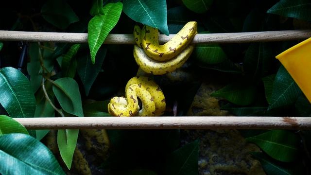 Feeding Green Tree Python (Morelia viridis) for a year смотреть онлайн