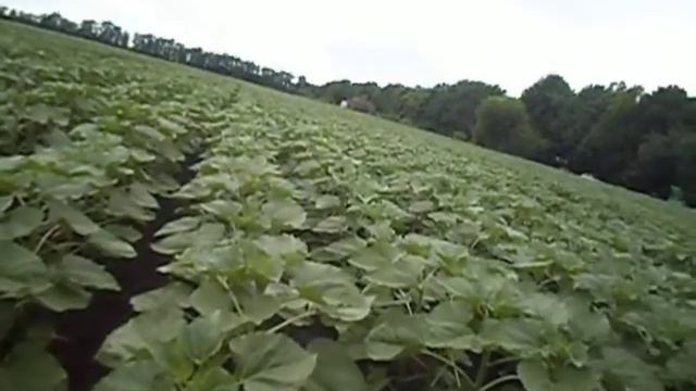 Подсолнечник. Демо поле Байер смотреть онлайн