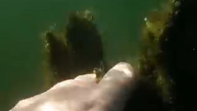 raki.flv смотреть онлайн