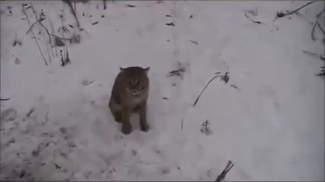 как мужики рысь спасали!!! смотреть онлайн