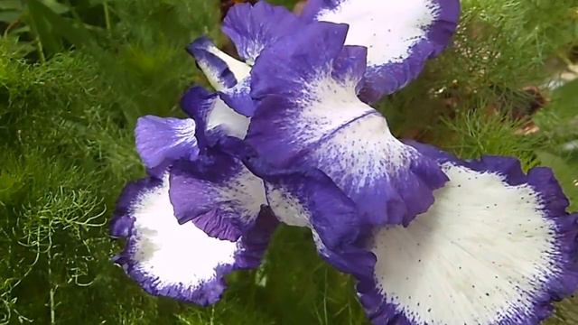 Футаж цветы ирисы 3. смотреть онлайн