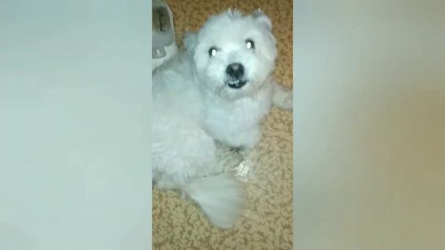 | СОБАКА УЛЫБАКА | Злая собака 😡 смотреть онлайн