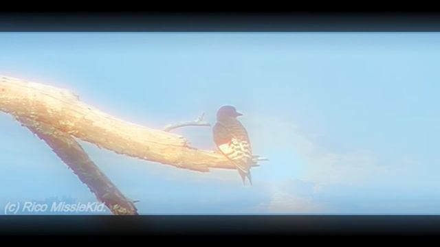 Flight. (JVC Everio & Quad Proof)-(Full-HD) смотреть онлайн