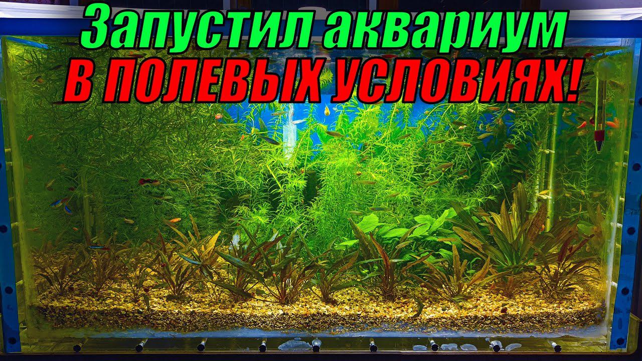 Запустил аквариумы в полевых условиях! ЕСТЬ ПОТЕРИ, но небольшие) смотреть онлайн