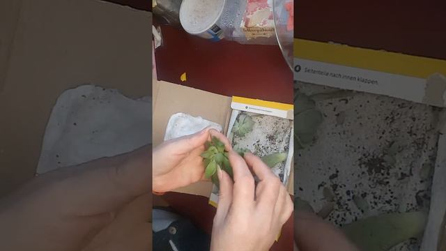 Начало коллекции суккулентов 14.01.2022 смотреть онлайн