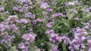 Зачем сеют фацелию. Фацелия для огорода. Фацелия для севооборота.