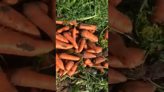 Павлодар Морковь "АБАКО", Актуально смотреть онлайн