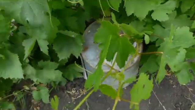 Опыление винограда для селекции. смотреть онлайн