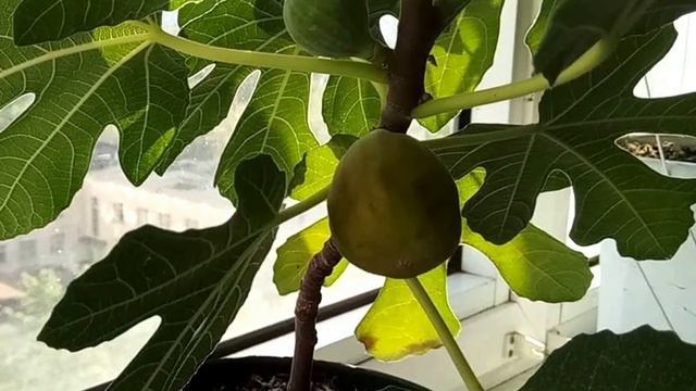 ИНЖИР НА ПОДОКОННИКЕ / КАК СФОРМИРОВАТЬ КОМПАКТНОЕ РАСТЕНИЕ смотреть онлайн