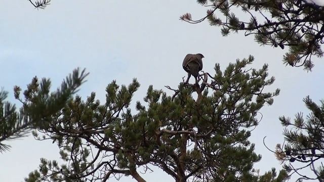 Глухарь смотреть онлайн
