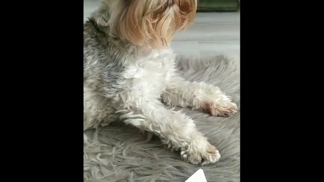 2Серия Весёлые друзья и пропажа #Весёлыедрузья#моидрузья#кино смотреть онлайн
