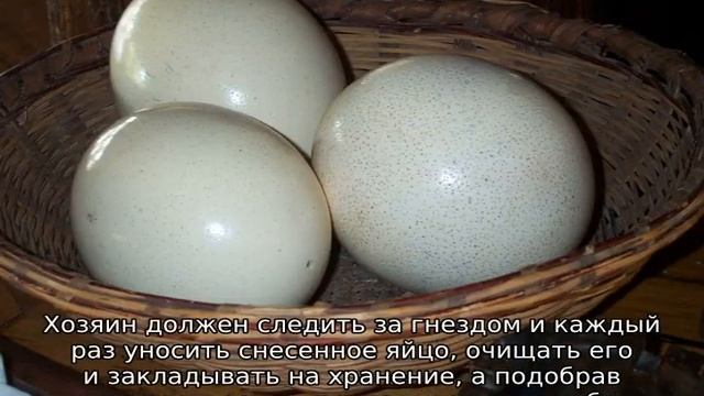 Страусиное яйцо смотреть онлайн