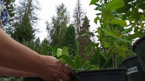 Пересадка комнатного лимона, апельсина, мандарина, лайма.