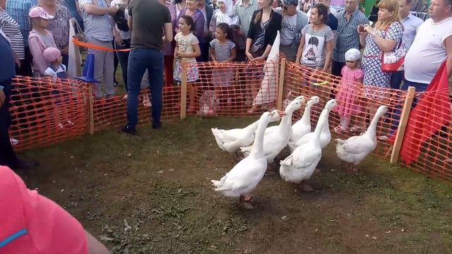 Казлар , аккошлар. смотреть онлайн