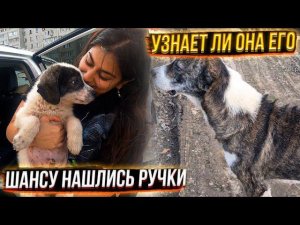 Встреча Шанса с мамой Узнает ли? Чипируем Шаню для отправки в Германию нашлись хозяева.