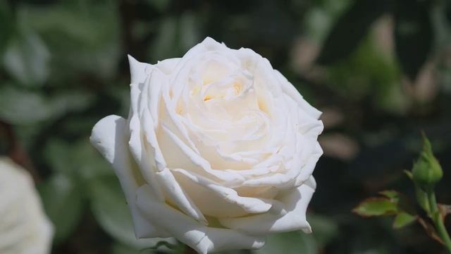 Pierre Arditi®️ MEIcalanq holds its beauty under the heat wave смотреть онлайн