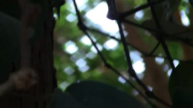 Фауна и флора ИНДИИ смотреть онлайн