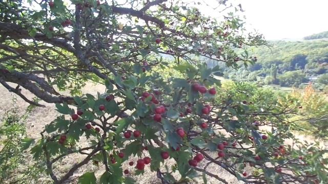 БОЯРЫШНИК: и сердечный лекарь, и "пекарь"... смотреть онлайн