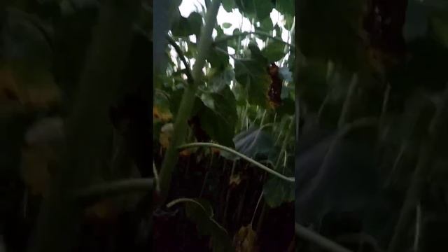 просмотр подсолнуха