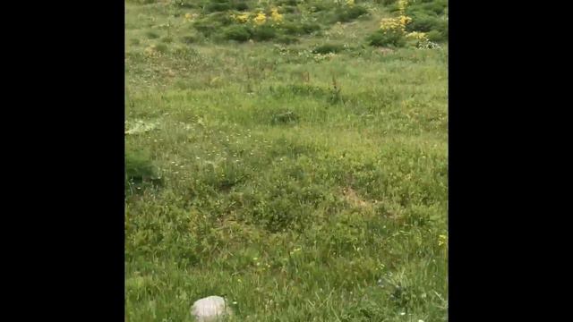 Аборигенные САО Таджикистана - саги дахмарда и природа Таджикистана смотреть онлайн