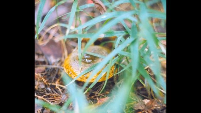 Золотая Осень смотреть онлайн