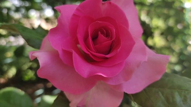 С днём социального работника! Поздравление! Счастья Вам, мира и добра! смотреть онлайн